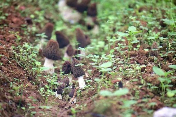 谋略天下 寻找舌尖上的成都农味儿活动开启！参与“彩蛋”，有机会得鲜香无比的羊肚菌干