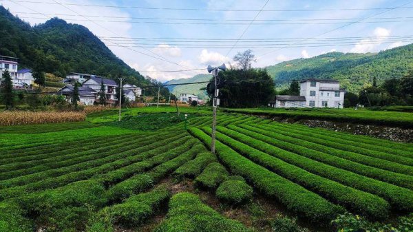 广升网 鹤峰太平：茶园秋色